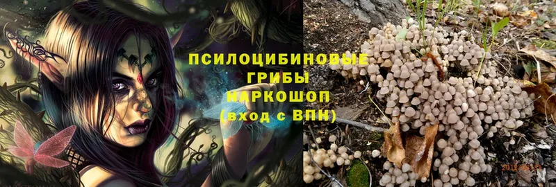 Псилоцибиновые грибы Psilocybe  Видное 